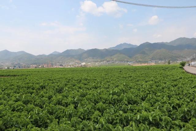 文井镇,隶属于云南省普洱市景东彝族自治县