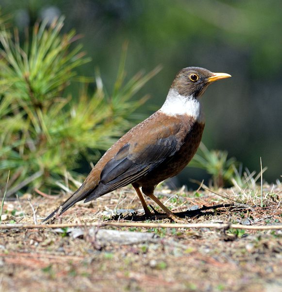  p>白颈鸫(学名: i>turdus albocinctus /i>)是鸫科,鸫属的中型鸟类