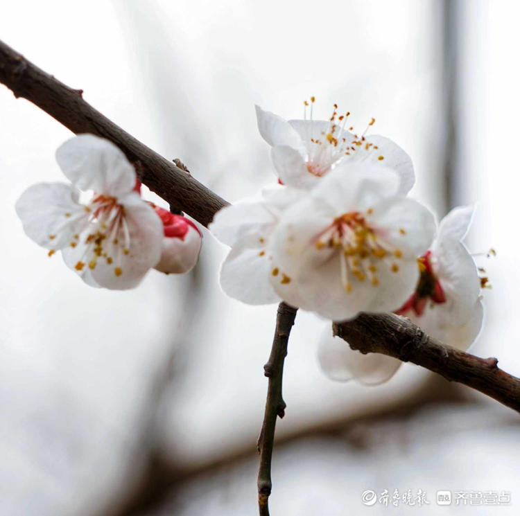 情报站｜春风十里杏花开，济南的春天悄然来到身边，你发现了吗？_百科TA说