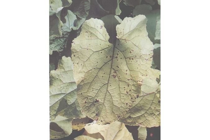  p>牛蒡灰斑病是由牛蒡尾孢菌引起的,发生在 a target="_blank" href=