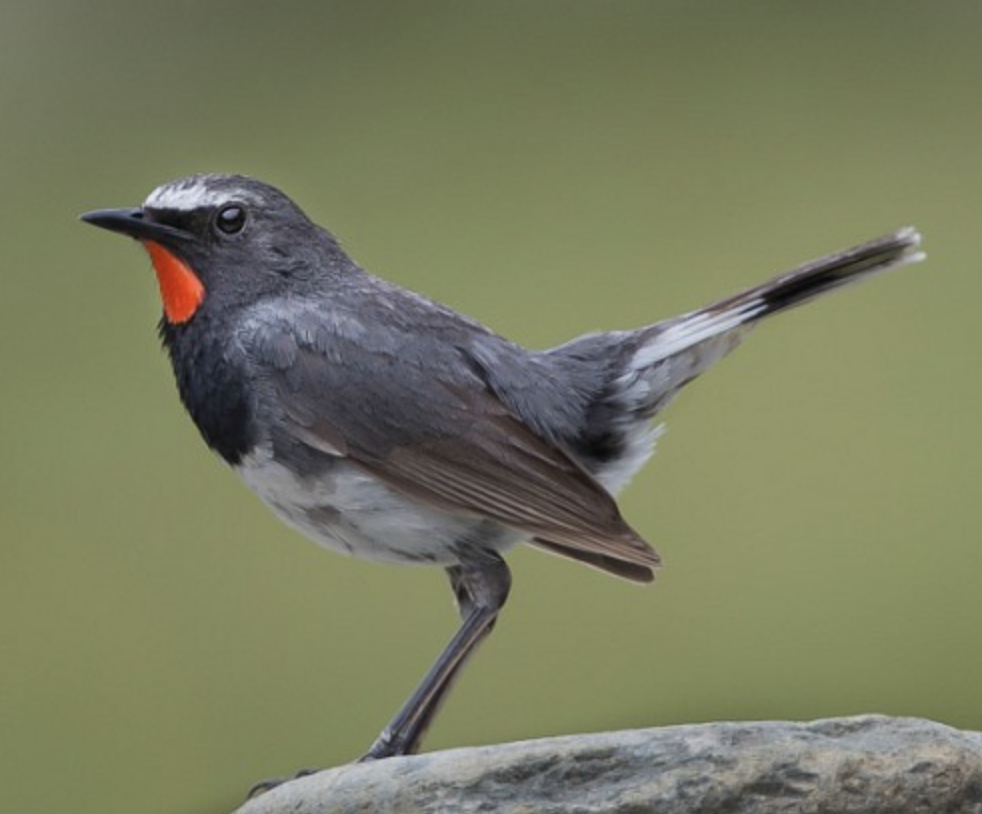  p>黑胸歌鸲(学名: i>luscinia pectoralis /i>)是鹟科,歌鸲属小型