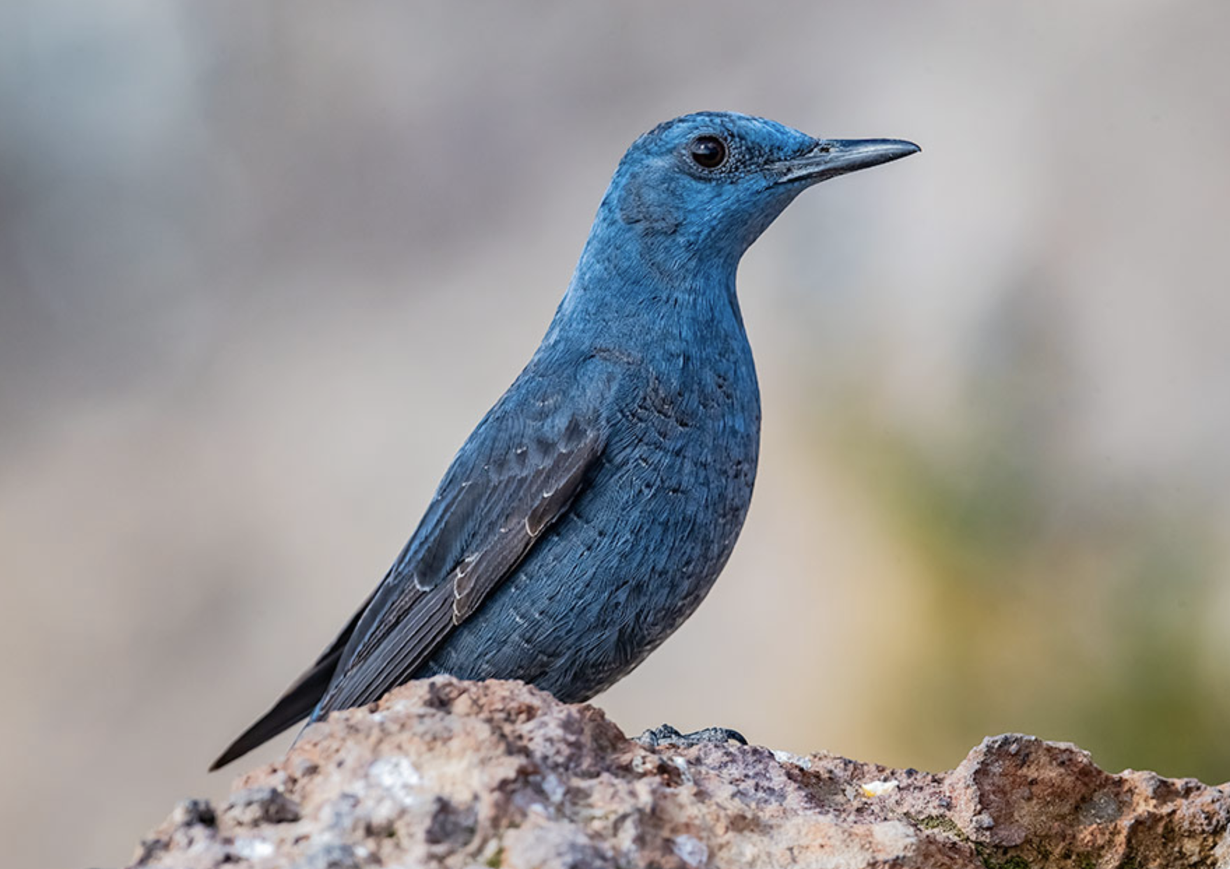  p>蓝矶鸫(学名: i>monticola solitarius /i>)是中等体型的青石灰色 