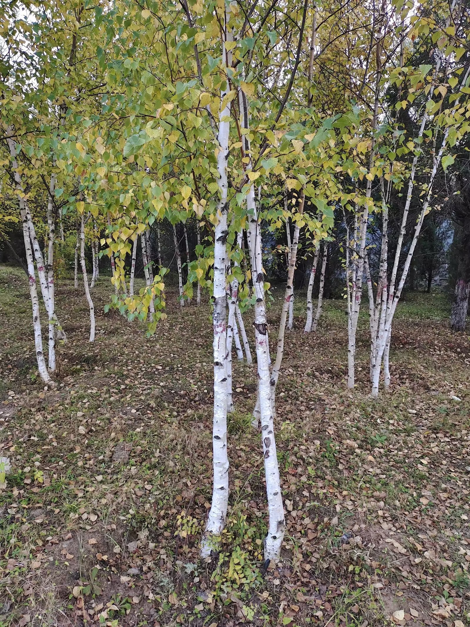  p>桦树是桦木属植物的通称.