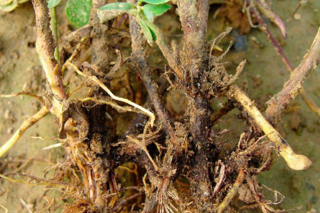  p>花生茎腐病又叫花生颈腐病,俗称烂脖子病,倒秧病等,是由棉色二孢菌