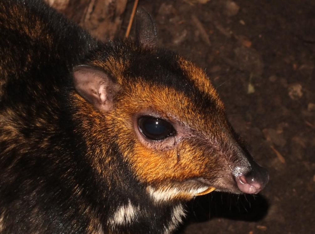 philippine mouse-deer