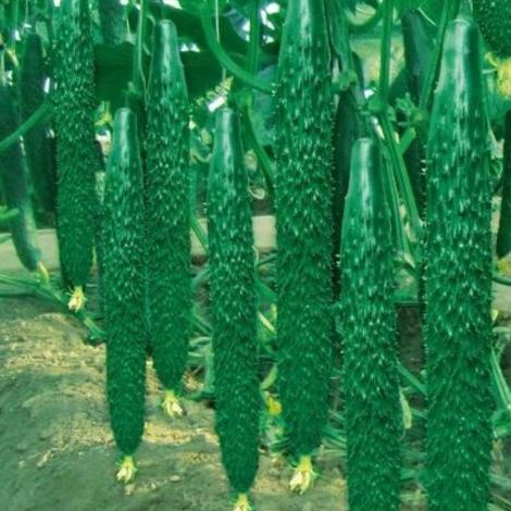  p>津优315是 a target="_blank" href="/item/黄瓜属/3326544" data