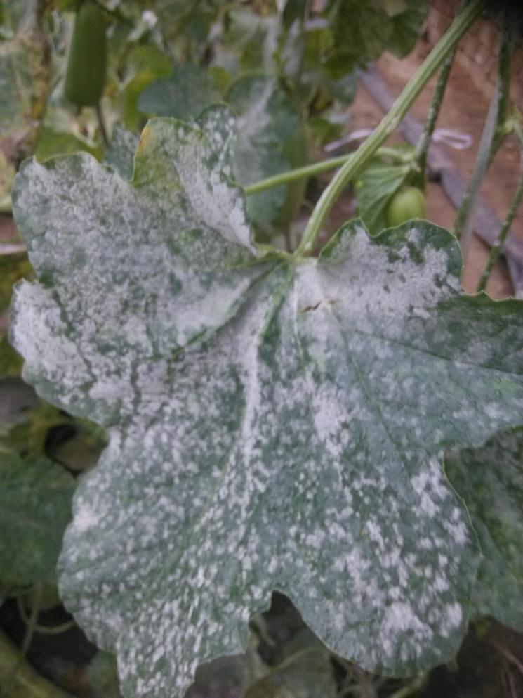 甜瓜白粉病