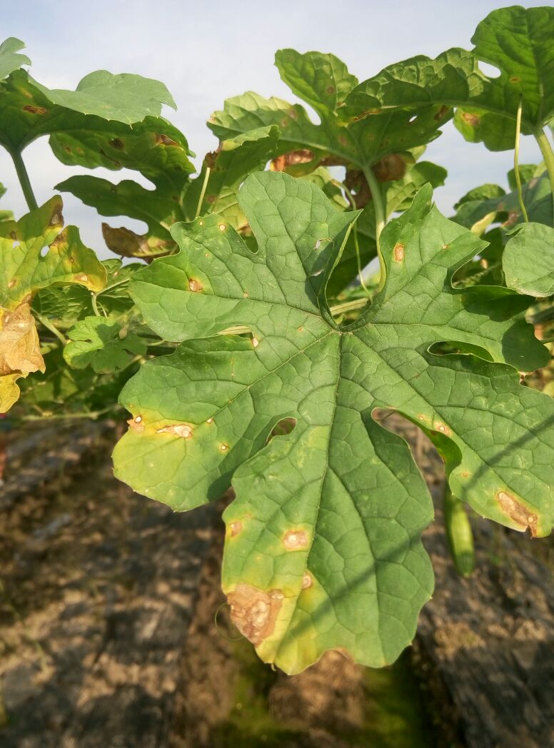 苦瓜细菌性角斑病