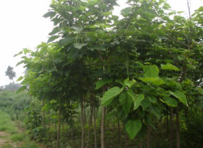 要如何才能养好一株素净健康的黄槿呢？_百科TA说