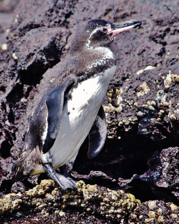  p>加岛环企鹅(学名: i>spheniscus mendiculus /i>):是鸟纲,企鹅目
