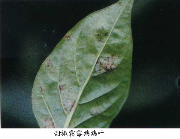 甜椒,辣椒斑枯病