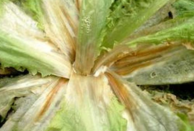 白菜菌核病