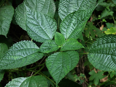 苎麻（荨麻科苎麻属植物）_百度百科
