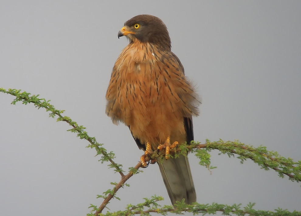  p>蝗鵟鹰(学名: i>butastur rufipennis /i>):是鹰形目,鹰科,鵟鹰属