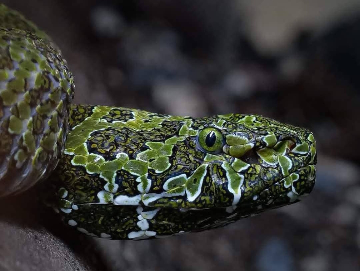  p>莽山原矛头蝮(学名: i>protobothrops mangshanensis /i>)俗名莽山