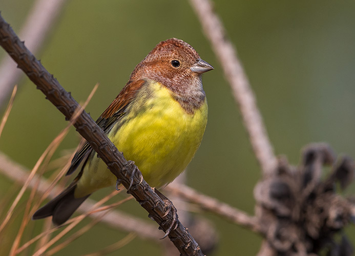  p>栗鹀(学名: i>emberiza rutila /i>):为鹀科鹀属的鸟类,体重15-22
