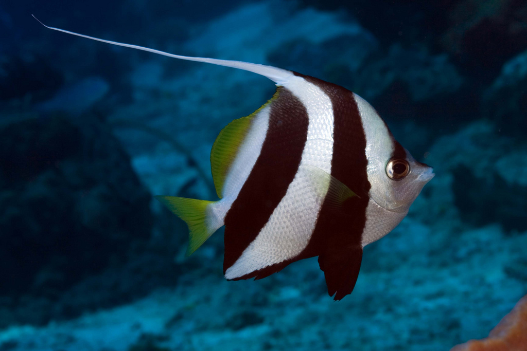 成鱼体甚侧扁,背缘高而隆起,略呈三角形.