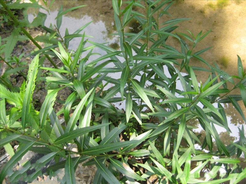  p>水蓑衣(学名:hygrophila salicifolia),是 a href="#" data-lemma
