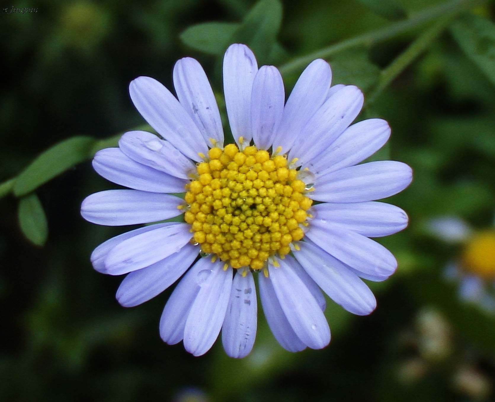 是菊科紫菀属植物.短毛紫菀为多年生草本,根状茎粗壮,木质.