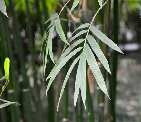  p>料慈竹(学名: i>bambusa distegia /i> (keng et keng f.