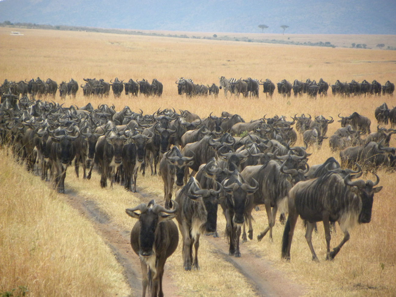 东非动物大迁徙