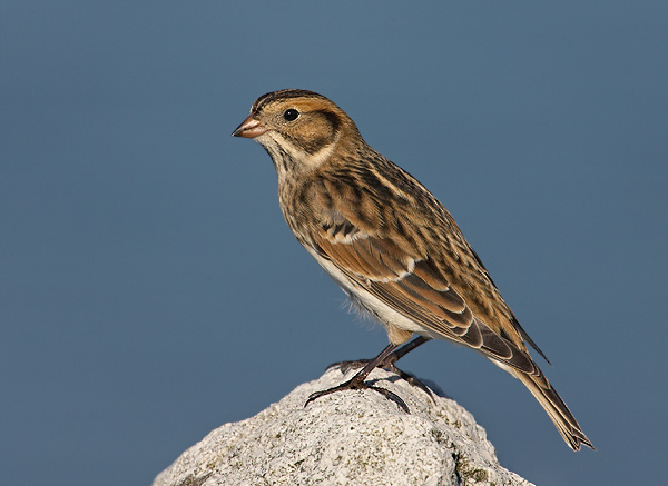  p>【中文名称】铁爪鹀阿拉斯加亚种 /p> p>【中文别名】 a href="#"