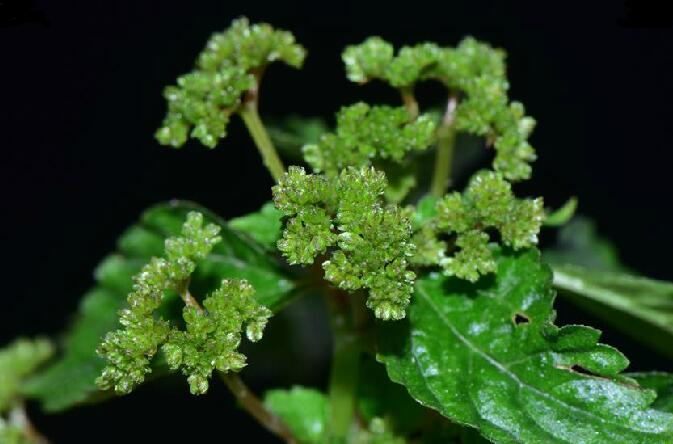  p>山冷水花(学名: i>pilea japonica /i> (maxim.) hand.-mazz.