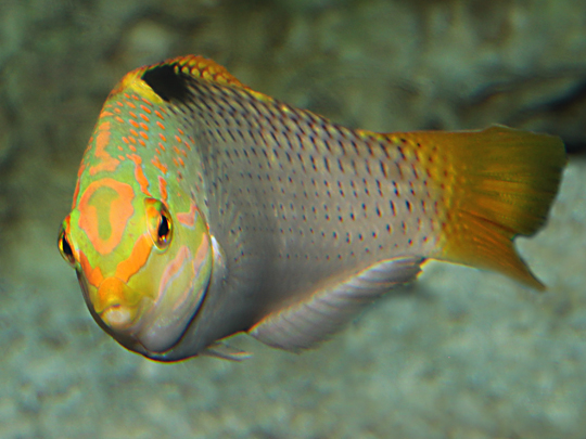  p>云斑海猪鱼,学名: i>halichoeres nigrescens /i> (bloch et