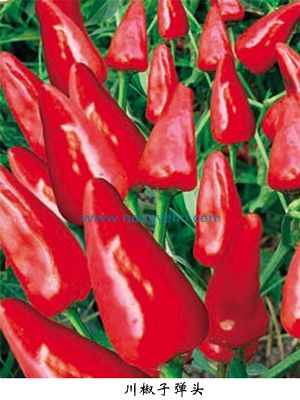 川椒子弹头辣椒
