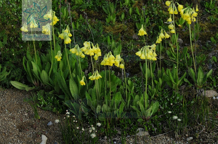  p>钟花报春(学名: i>primula sikkimensis /i> hook. f.