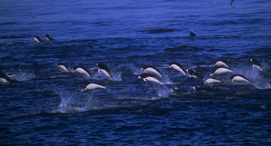  p>南露脊海豚(学名: i>lissodelphis peronii /i>) a target="_blank