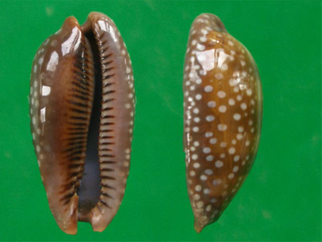  p>小鹿斑宝螺(学名:cypraea cervinetta)是腹足纲宝螺科的 a href="