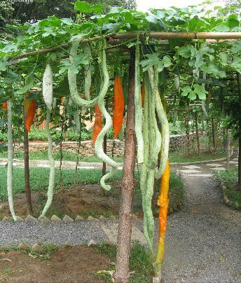  p>蛇瓜(拉丁学名: i>trichosanthes anguina  /i>l.