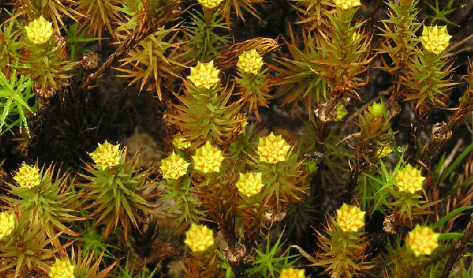  p>金发藓属为苔藓植物,植物体高数至数十厘米.