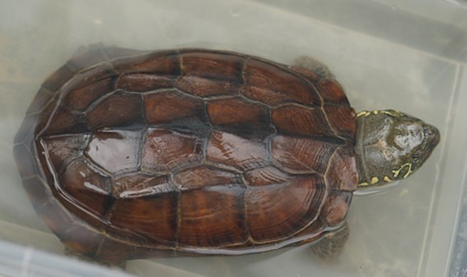  p>大头乌龟(拉丁学名: i>chinemys megalocephala /i>)隶属 a href="