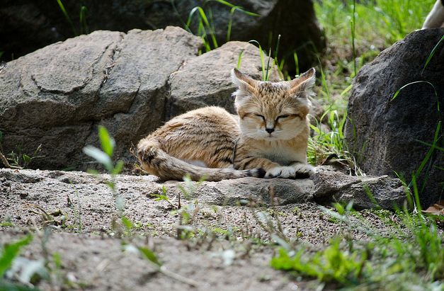  p>沙丘猫(学名: i>felis margarita /i>):是最小的 a target="_blank