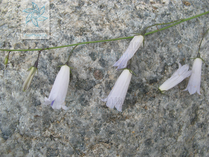  p>宁夏沙参〔拉丁学名: i>adenophora ningxianica /i> hong〕桔梗科