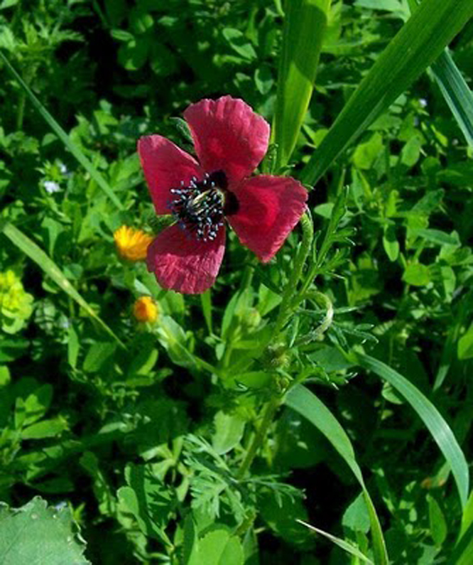 round pricklyhead poppy