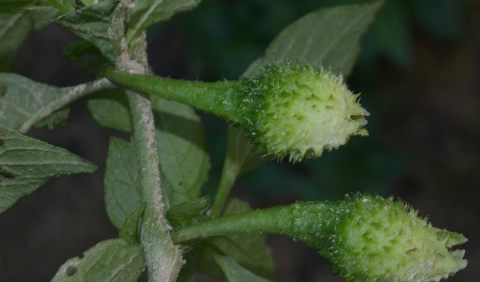  p>散血丹属(二名法:physaliastrum makino),茄科,共7种.