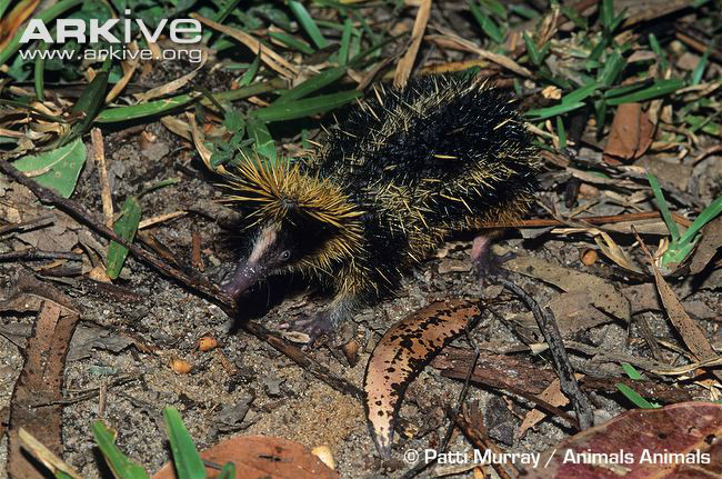 低地斑纹马岛猬