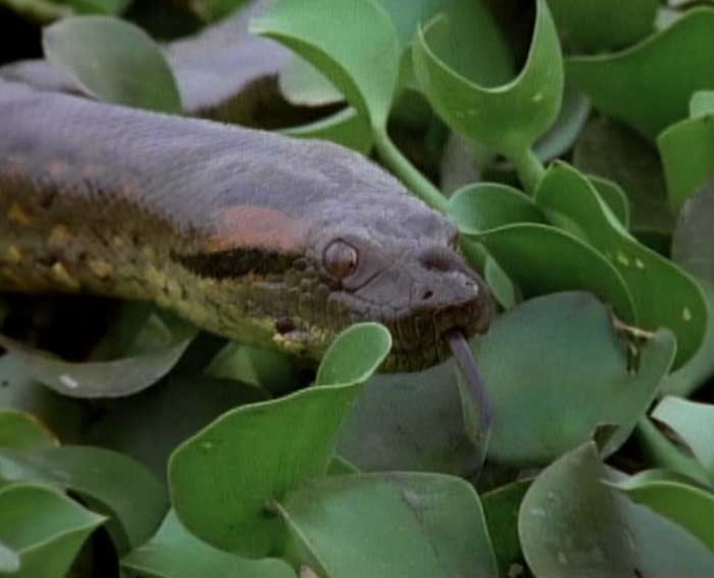  p>水蚺,亦称水蟒,森蚺(anacondas),是 a target="_blank" href="