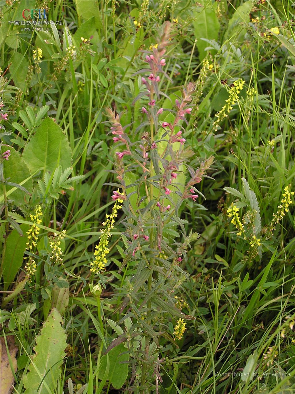  p>一年生,直立,分枝,半寄生草本;20种以上,分布于地中海区,非洲北部