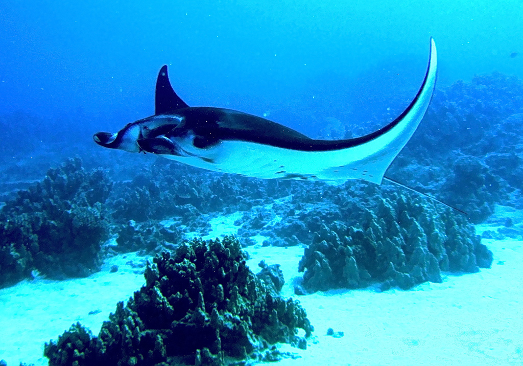 manta  birostris