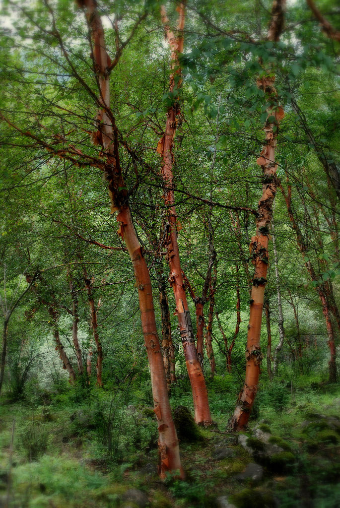 是桦木科 , a target="_blank" href="/item/桦木属">桦木属 /a>大 a