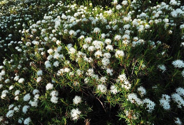  p>杜香属(学名:ledum),杜鹃花科下的一属,植物是中国东北地区一种