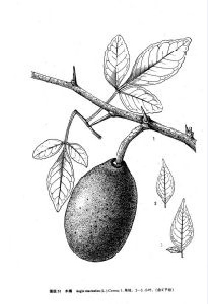  p>木橘属(学名:aegle correa),为双子叶植物纲, a target="_blank"