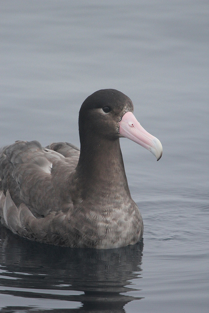  p>短尾信天翁(学名: i>phoebastria albatrus /i>)为 a target="