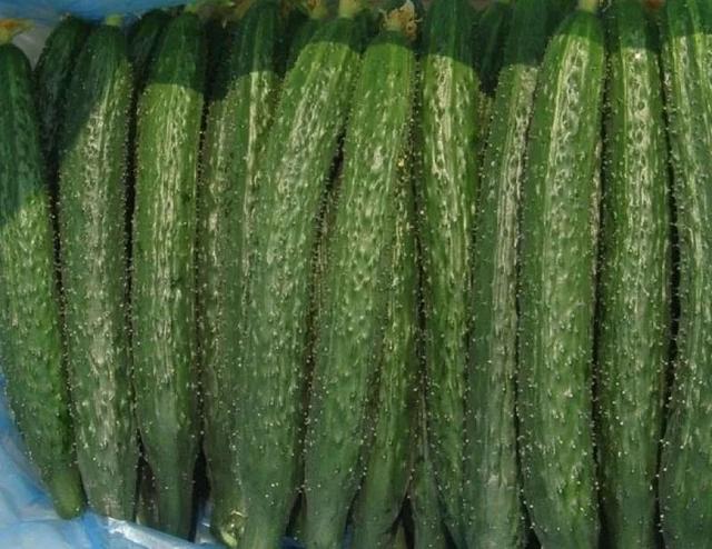 早青4号黄瓜