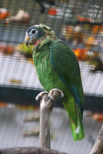  p>黄嘴亚马逊鹦鹉(学名:amazona collaria )是典型的 a href="#"