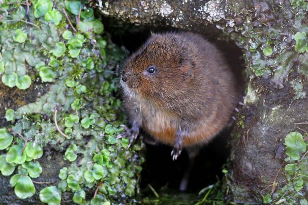  p>根田鼠(学名: i>microtus oeconomus /i>)体